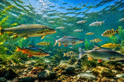 🌿 SPUREN DER SCHÖPFUNG | 🏊 Episode 3: Schwimmen ohne Anstrengung – Die Physik der Bewegung | 🐟 Leben im Verborgenen – Die Welt der Fische